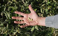 Polémica por las patentes de semillas