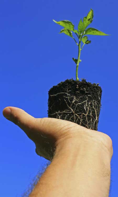 Para sembrar, mejor brotes