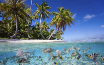 La biodiversidad biológica en las islas