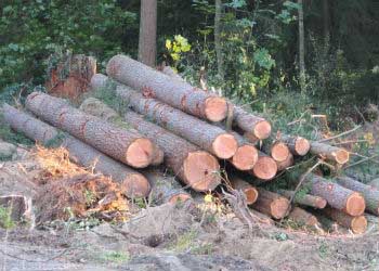 Deforestación, otra de las causas de calentamiento global