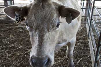 Los transgénicos nos pueden llegar a través de los piensos para animales