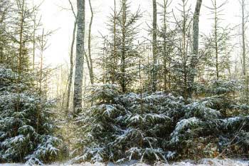 No compres árboles de los que no sepas su origen