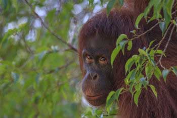 La pérdida de biodiversidad, derivada de la deforestación, es muy grave en muchos países