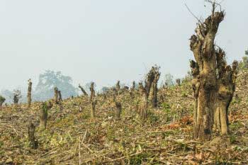 Impresionante imagen de deforestación