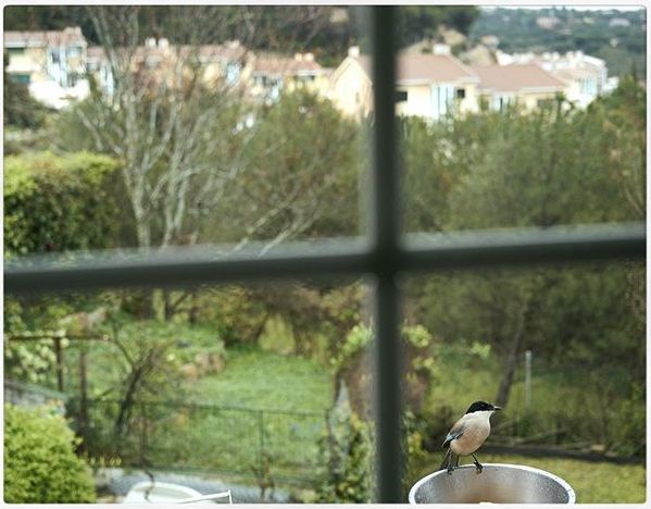 fotos confinamiento golondrinas